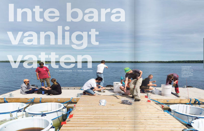 Bild från reportaget, ett montage från foto av Mikael Wallerstedt.