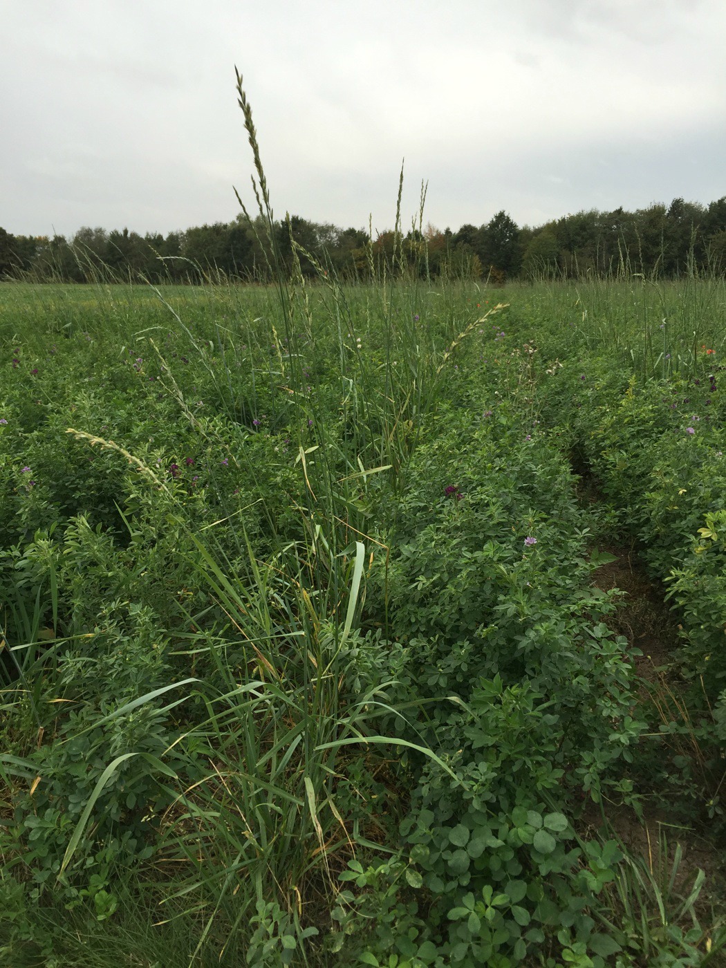 Samodning av Kernza och Lucern inom SAFE experimentet. Foto av Linda-Maria Mårtensson