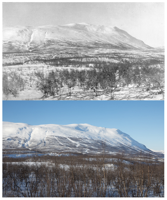 Fjället Nuolja vintertid – notera hur trädlinjen krupit uppåt på 100 år. Övre bilden är från 1921 (Foto: C.G. Alm) och nedre bilden är från 2017 (Foto Oliver Wright). Foto från pressmeddelandet av Umeå universitet.
