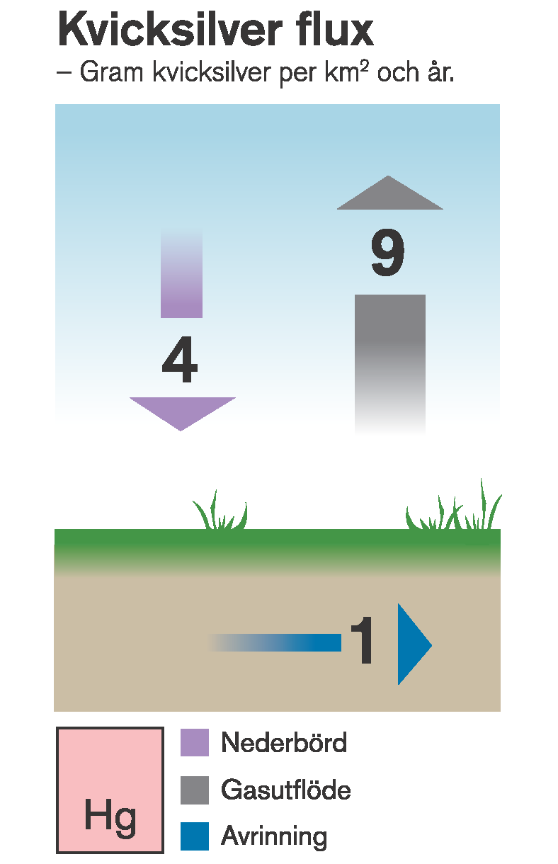 Kvicksilverflöden till och från myren i gram per kvadratkilometer och år. Illustration: Michael Kvick