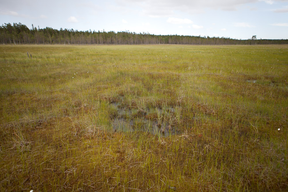 Fotografi från Degerö stormyr. Fotograf: Jenny Svennås-Gillner