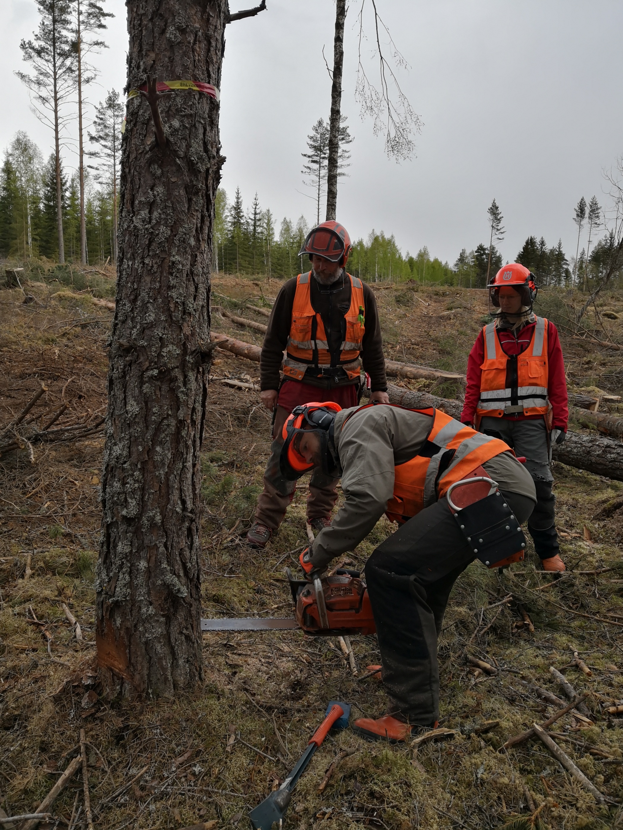 Två av Grimsös fälttekniker samt kursledaren (till vänster) i arbete under motorsågsutbildning vid Grimsö 6-8 maj i år. Photo; Madeleine Christiansson.
