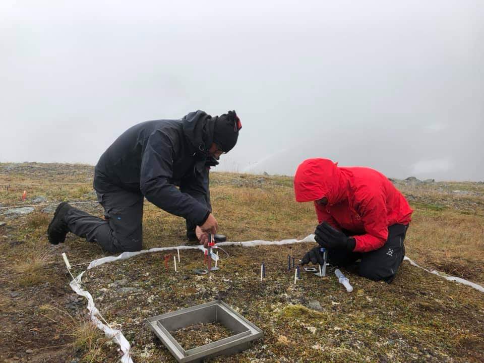 Forskare från Göteborgs universitet genomför en inmärkningsstudie med kväveisotoper för att öka förståelse av vegetationstionförändringar kan på verka kvävecykeln. Foto: Gunhild Rosqvist.
