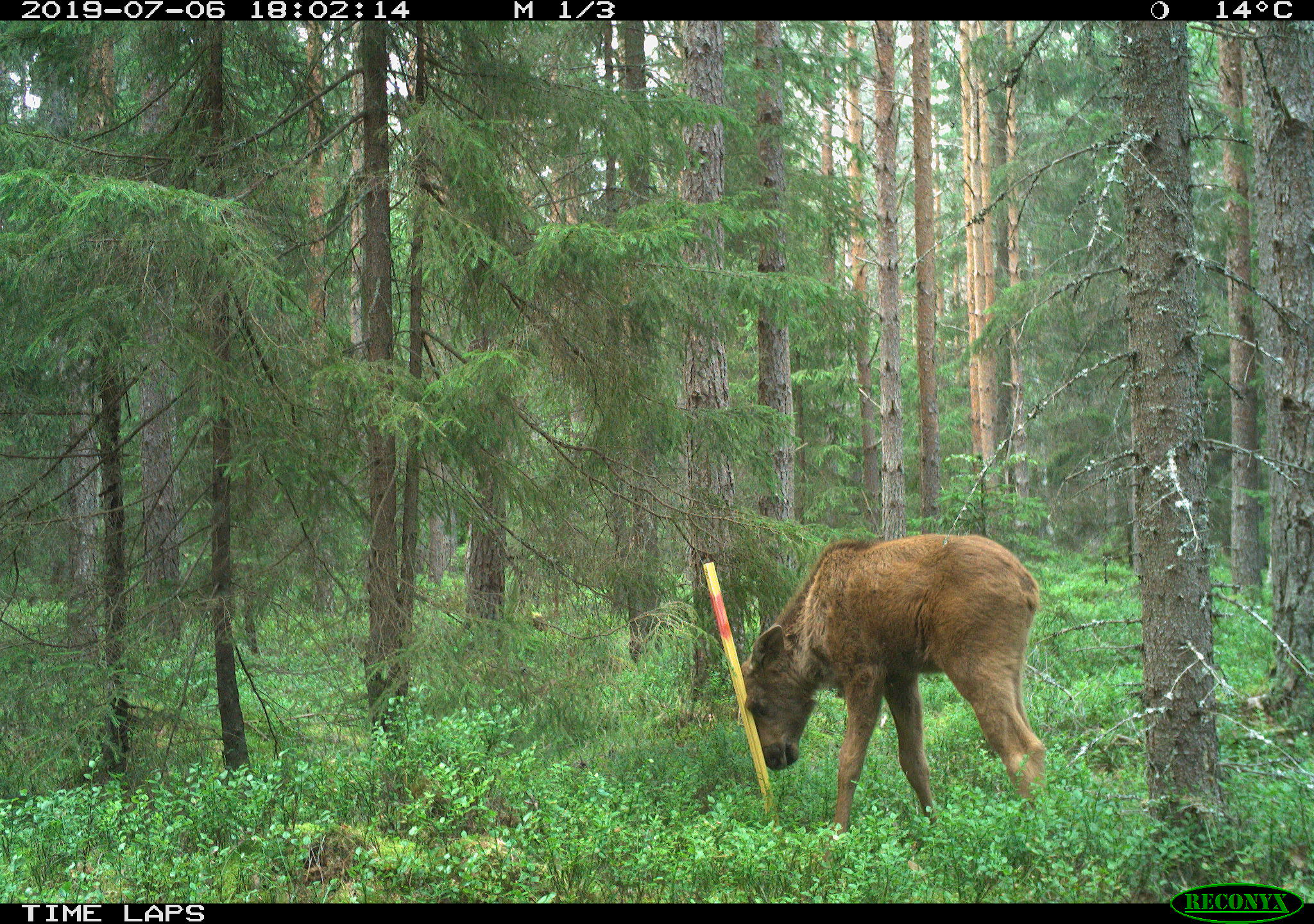 En älgkalv roar sig med centrumkäppen för en av de 600 provytorna i Grimsös spillningsinventering (juli 2019).
