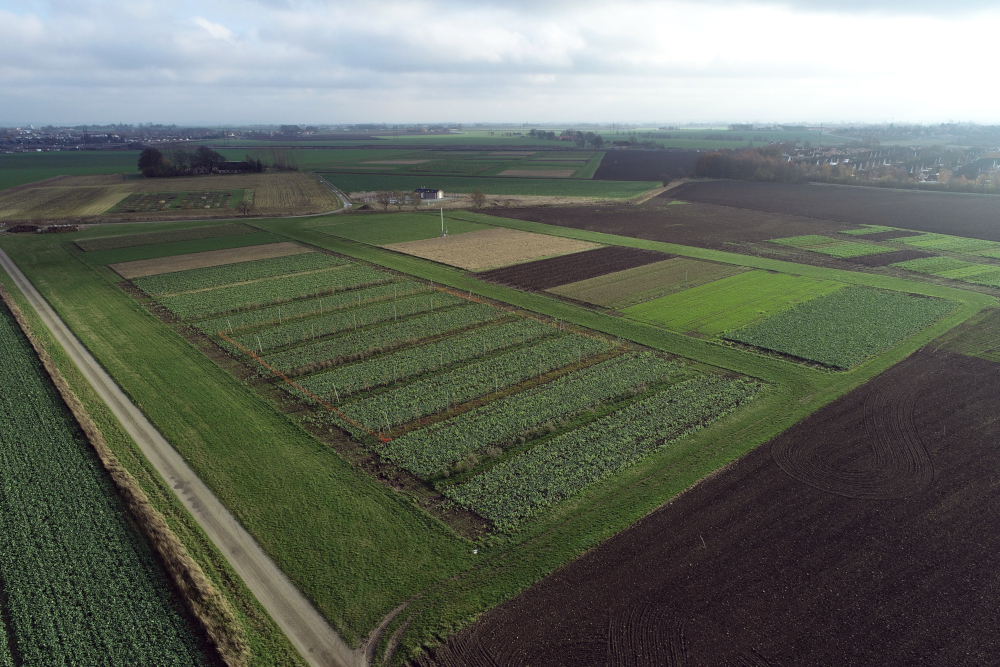 Bird´s eye view of the SAFE infrastructure in November 2020 at Lönnstorp Research Station. The growth rate this year has been unusual high for this part of the season. Photo: Ryan Davidson.