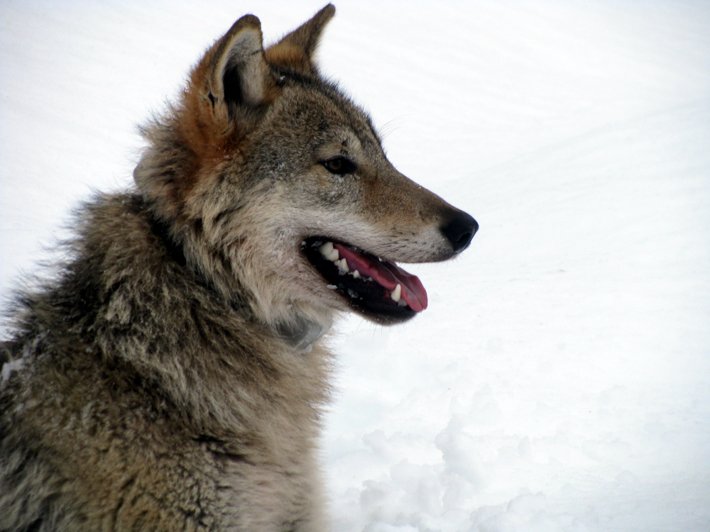 A wolf with a GPS-collar just awakening after immobilization. Photo: Barbara Zimmermann.