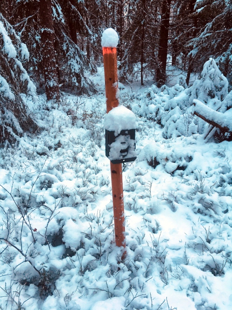 One of the wildlife cameras in the camera trap system covered by snow and in need of some “cleaning”. Photo: Gunnar Jansson.