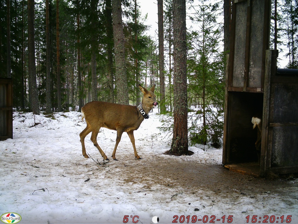 A photo from one of the wildlife cameras at Grimsö, showing two roe deer, one collared and one inside the trap (not trigged at the time). The data series on marked roe deer started in 1976 and is one of the longest time-series in the Grimsö base program.