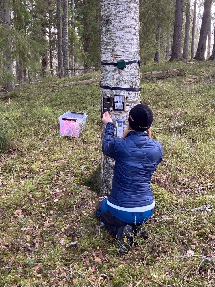 Installing a camera and audio recorder as part of the Lifeplan plot at Grimsö. Photo: Gunnar Jansson.