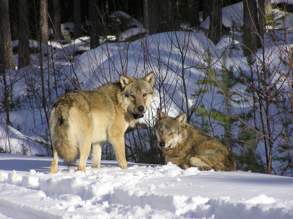 A territorial wolf pair with GPS-collars, studied in Scandinavian research projects. Photo: Åke Aronsson.