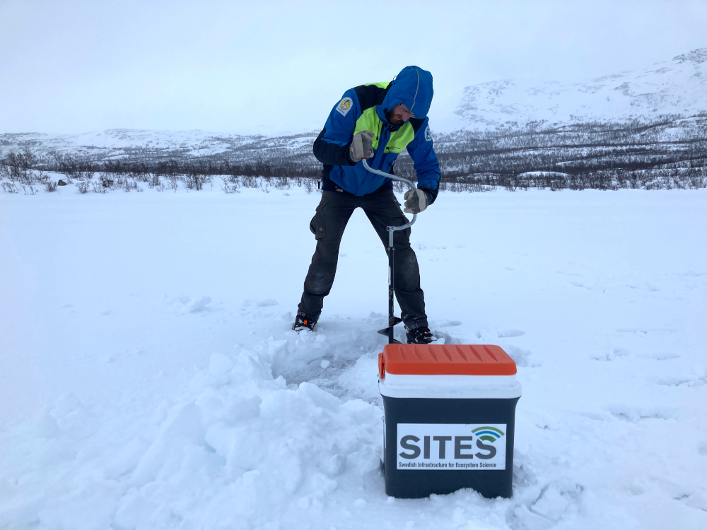 Niklas Rakos drilling a hole in the ice for sampling the lake sediment. Photo: Erik Lundin.