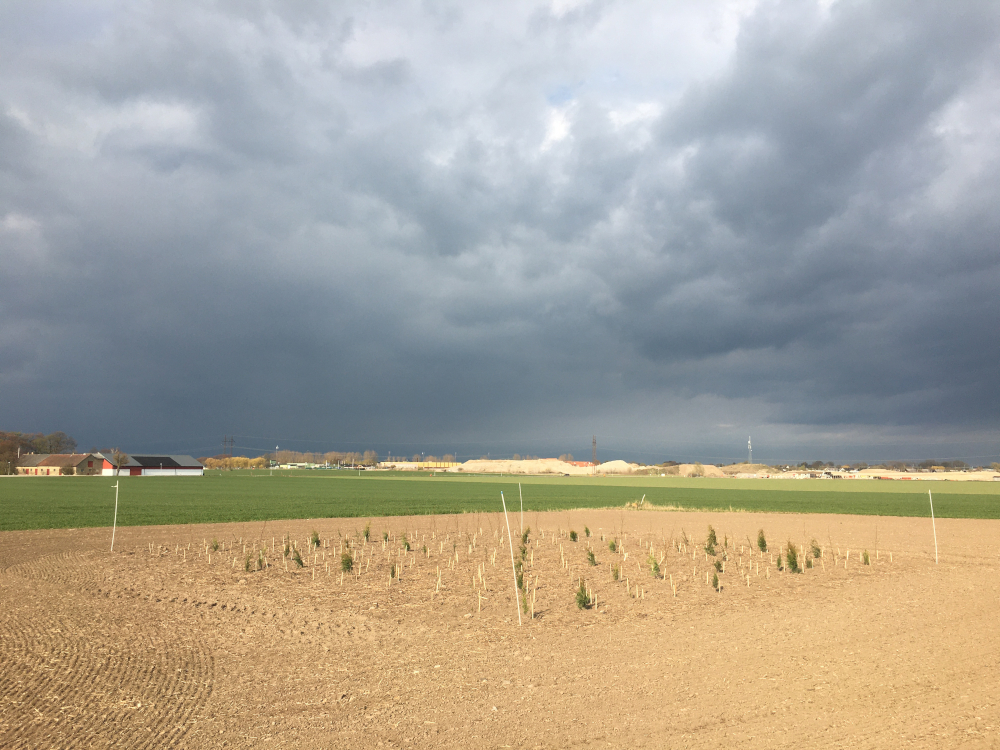 One of the tree seedling plots that has been established at Lönnstorp. Photo: Tarquin Netherway.