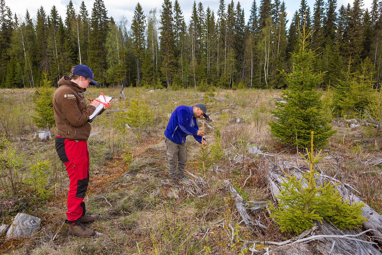 Svartberget field technicians Hassan Ridha and Ellika Hermansson measure the growth and overall condition of spruce trees in a previous trial. Photo: Andreas Palmén.