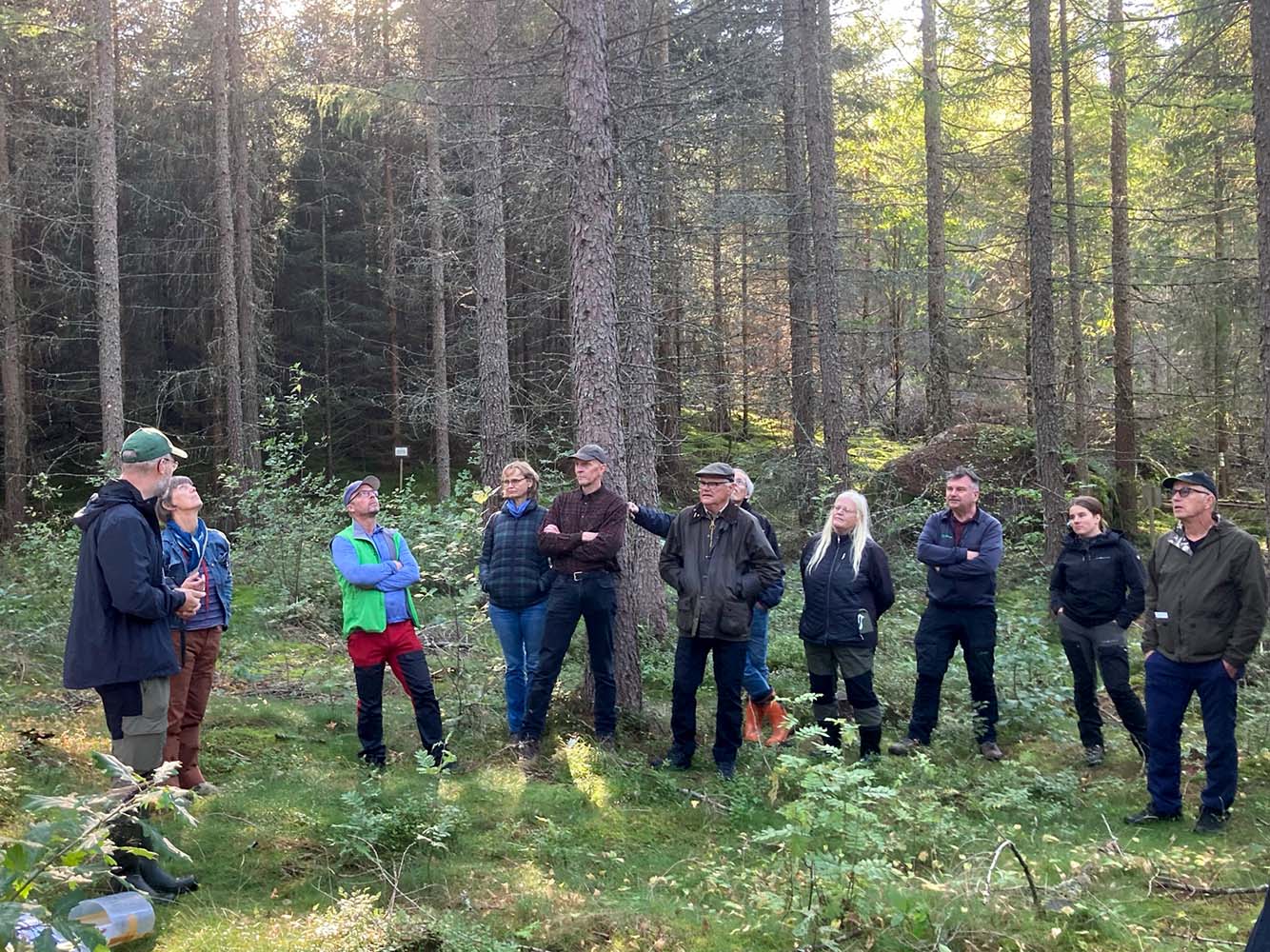 Mikael Andersson (on the left) is hosting one of the groups in a 29-year-old stand of Hybrid larch. Photo: Kristina Wallertz.