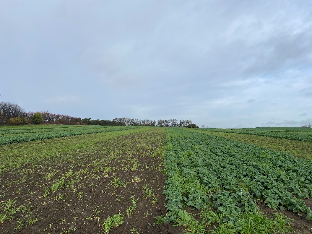 Strip cropping of winter oilseed rape, winter wheat and winter pea on 27 October 2022. Photo: Raj Chongtham