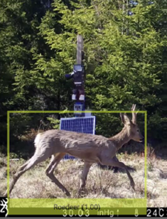 b)Screenshot of an outcome from the AI for species identification in a picture; here the MASS unit was activated by a roe deer passing by. The AI identifies the object within the frame, which in this