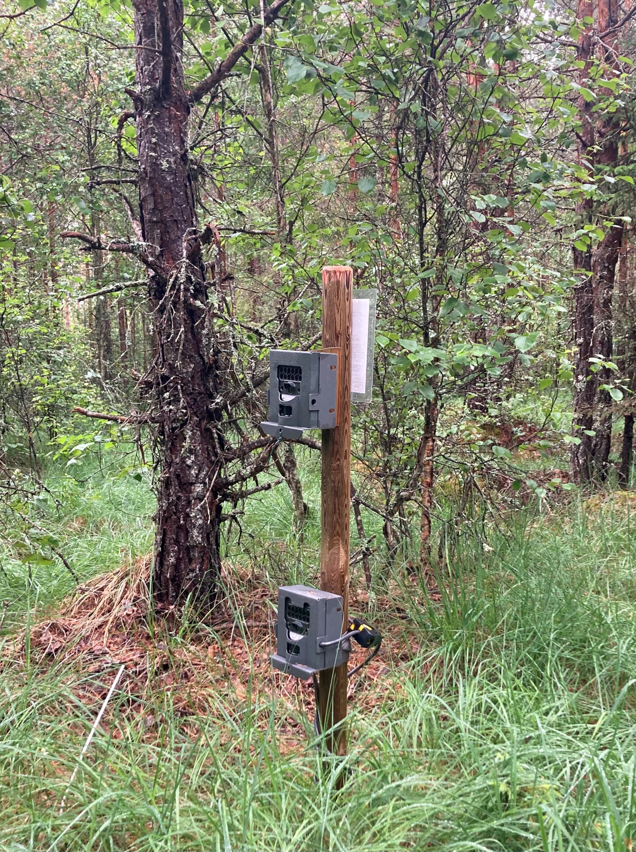 A plot with the two cameras; the heights differ but settings and angels etc., are the same (Photo: Gunnar Jansson).
