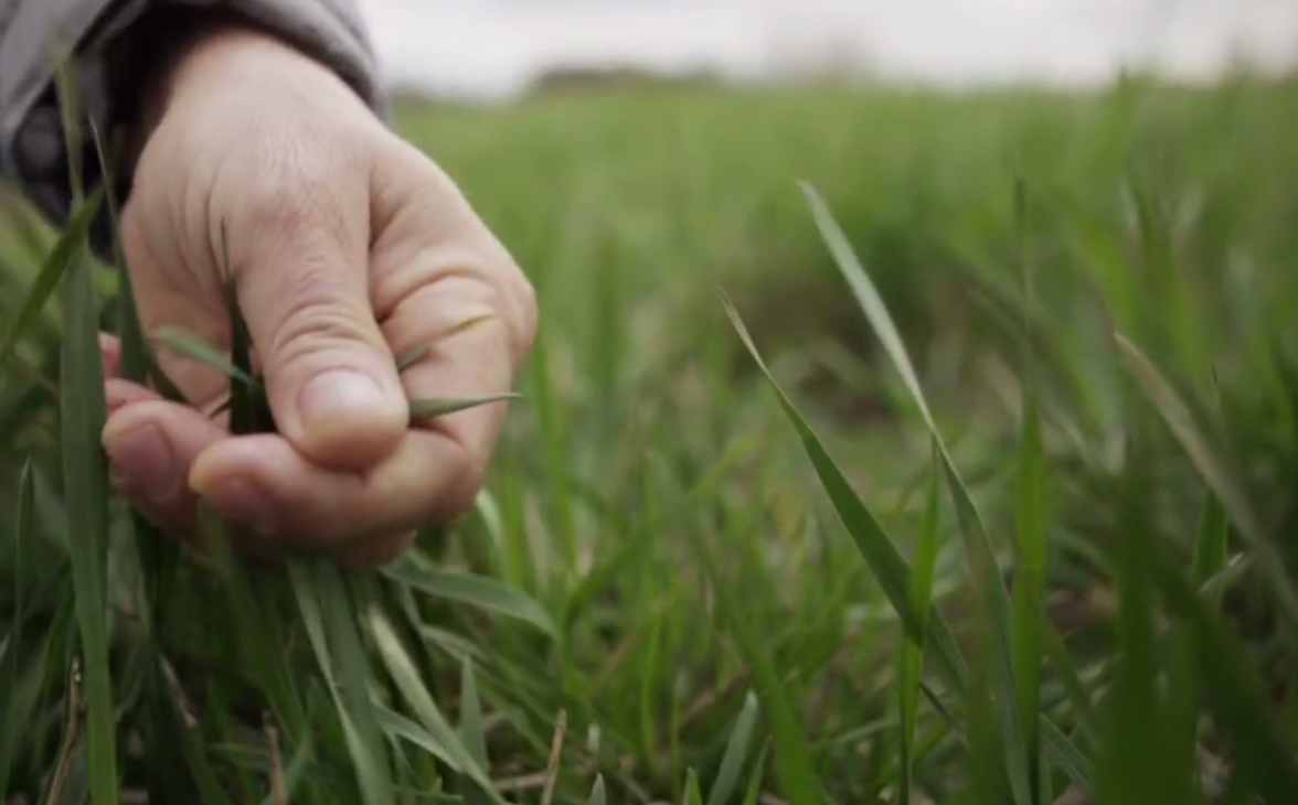 Bild från SVT dokumentären Sista skörden där Tim Crews från The Land Institute, Kansas USA, beskriver den fleråriga vetesläktingen Kernza® som växer på Lönnstorp.