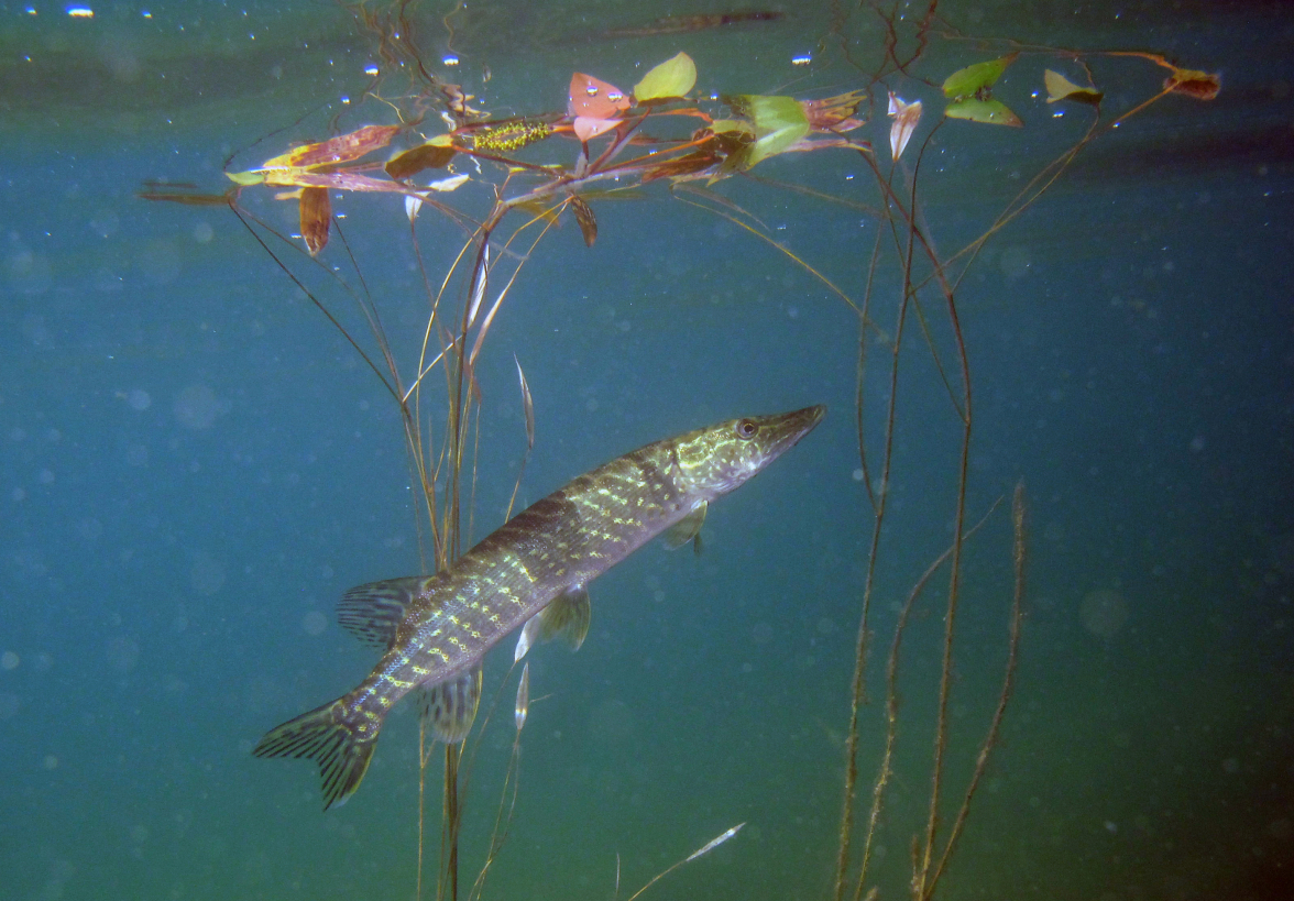 Gädda i sjö i Dalarna. Pike (Esox lucius). Fotograf: Anders Asp, SLU