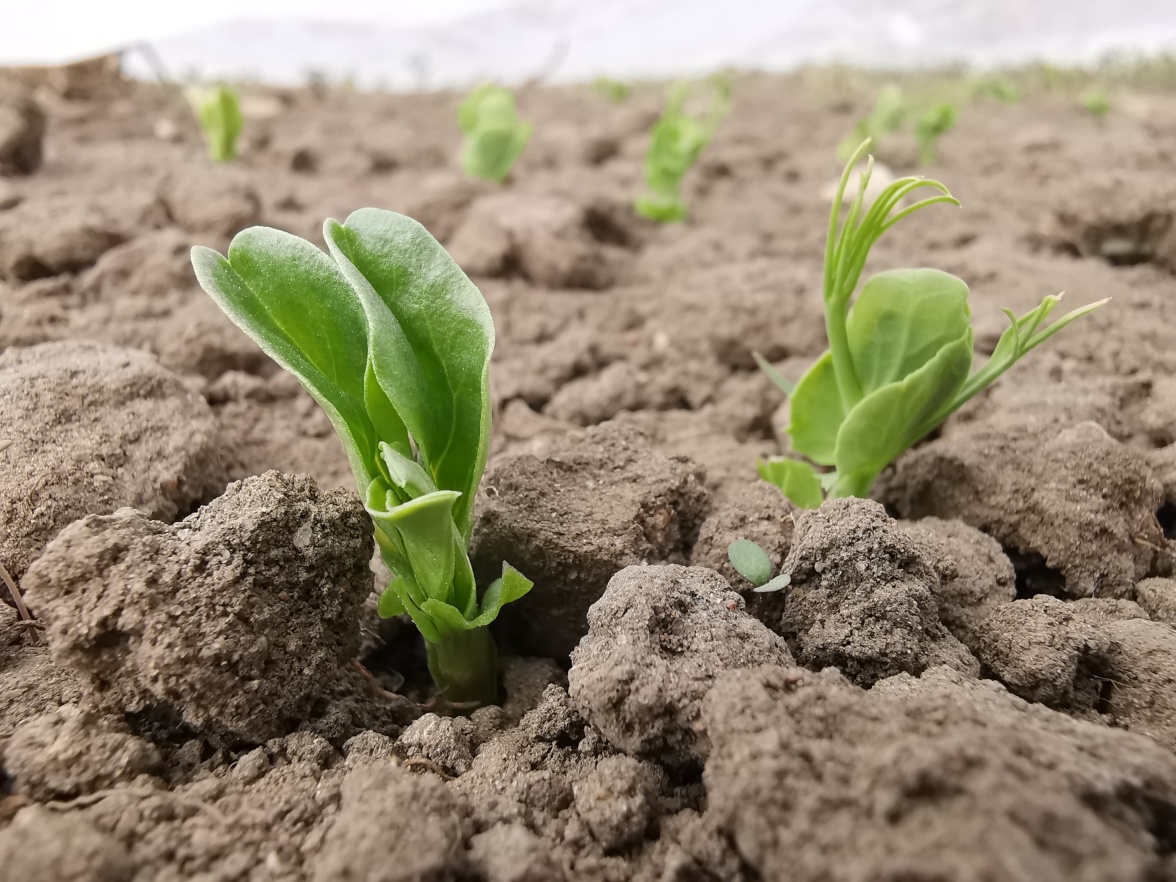 Intercropping of faba bean and peas at the organic experimental fields at SITES Lönnstorp (faba bean to the left and pea to the right). Photo: Dylan Wallman.