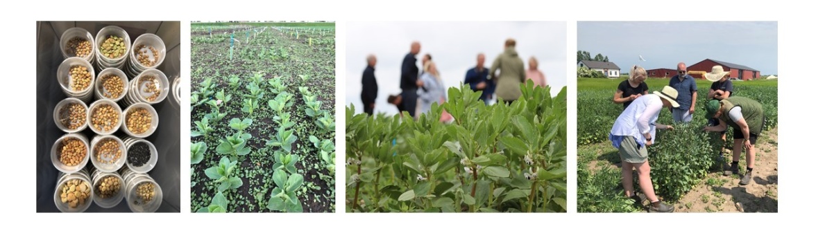 Photos showing newly established faba bean plants at SITES Lönnstorp Research Station (left) and field demonstrations 2021 and 2022 (right). Photographers: Åsa Grimberg and Lisa Beste.