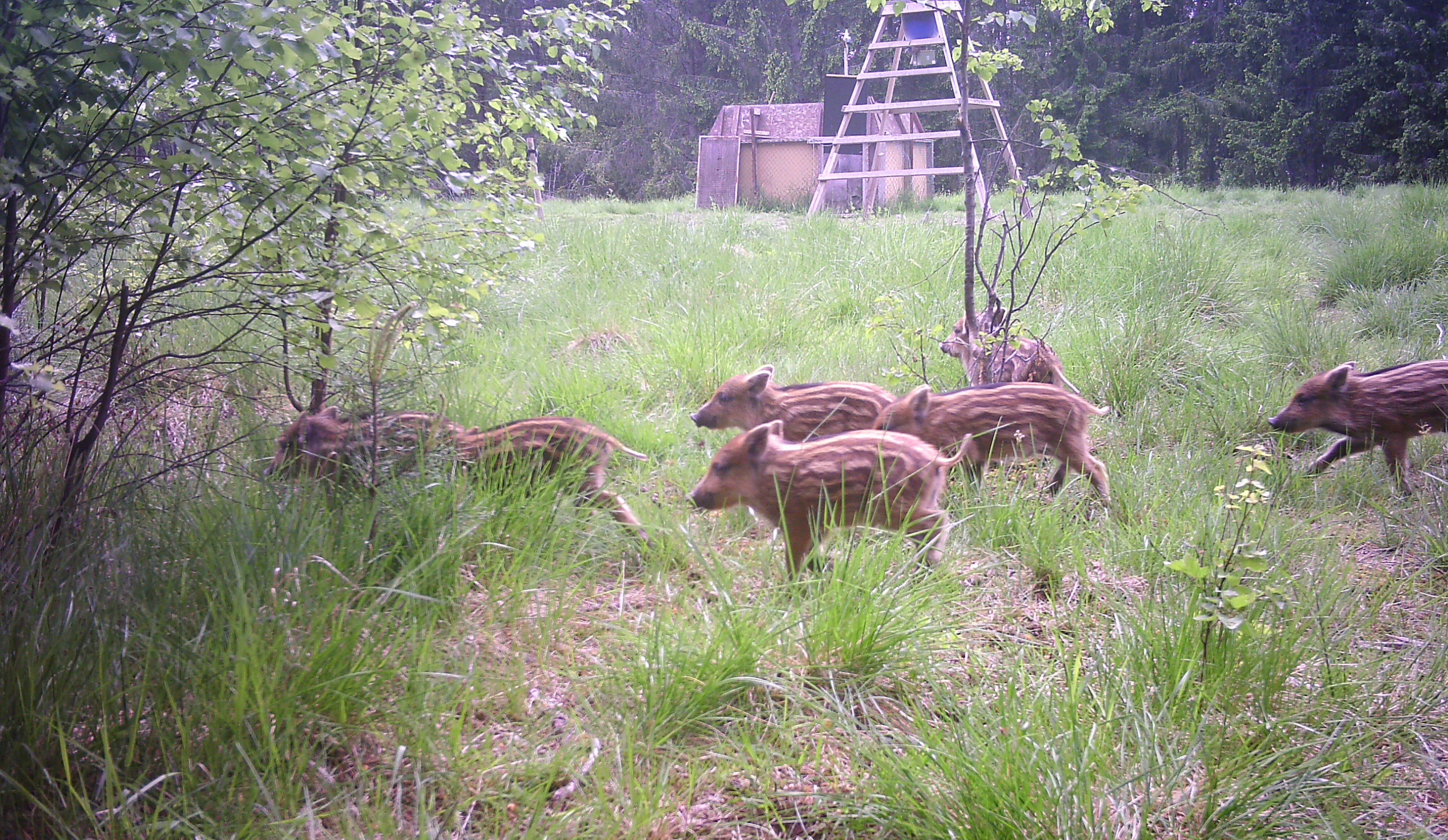 Wild boar piglets caught by a camera trap. A feeding station and a trapping coral are show in the back.
