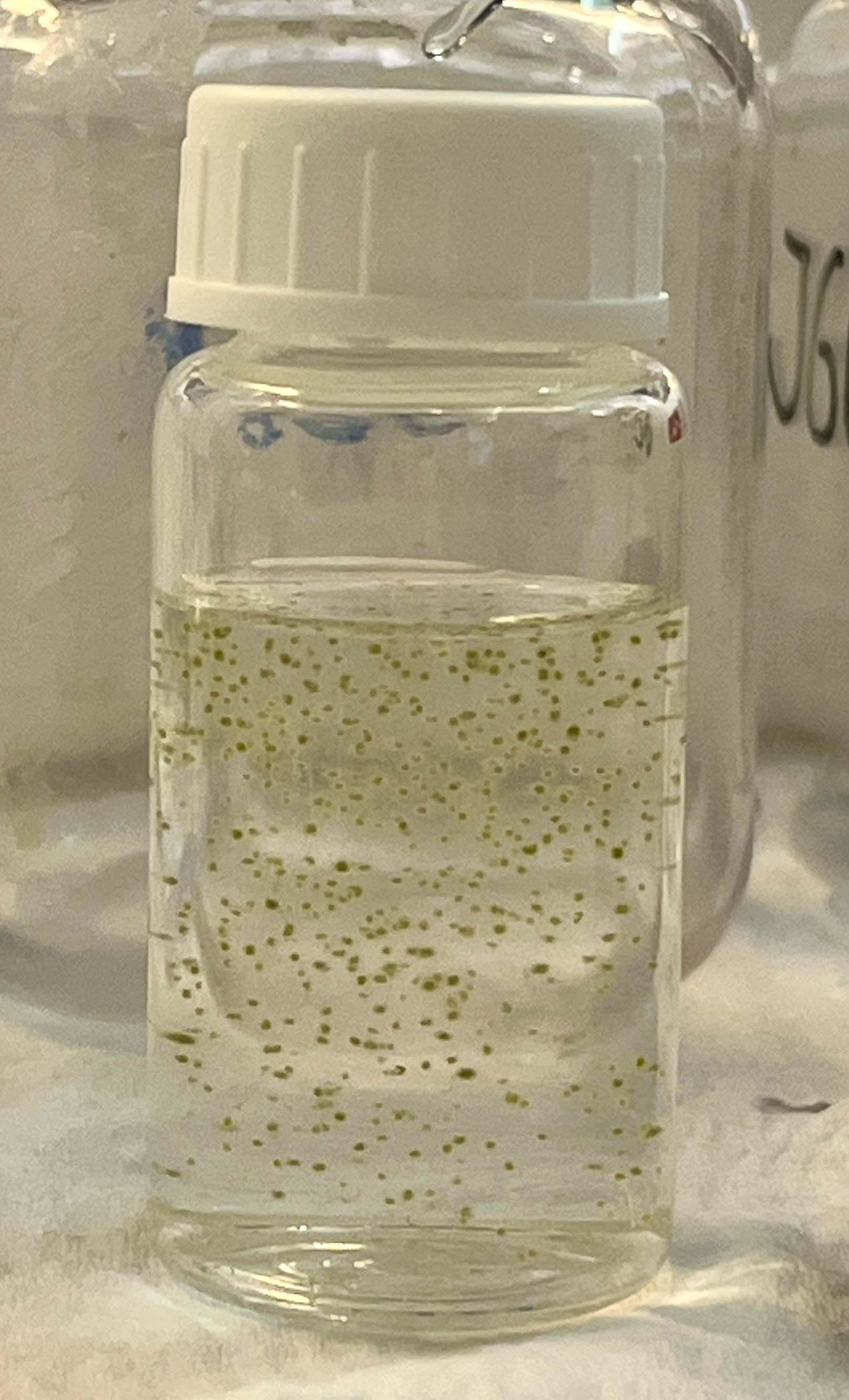 During the experiment clear differences were observed in the abundance of Gloetrichica echinulata colonies, which is a cyanobacterium that blooms in Erken during summer. Photographer: Matilda Andersson