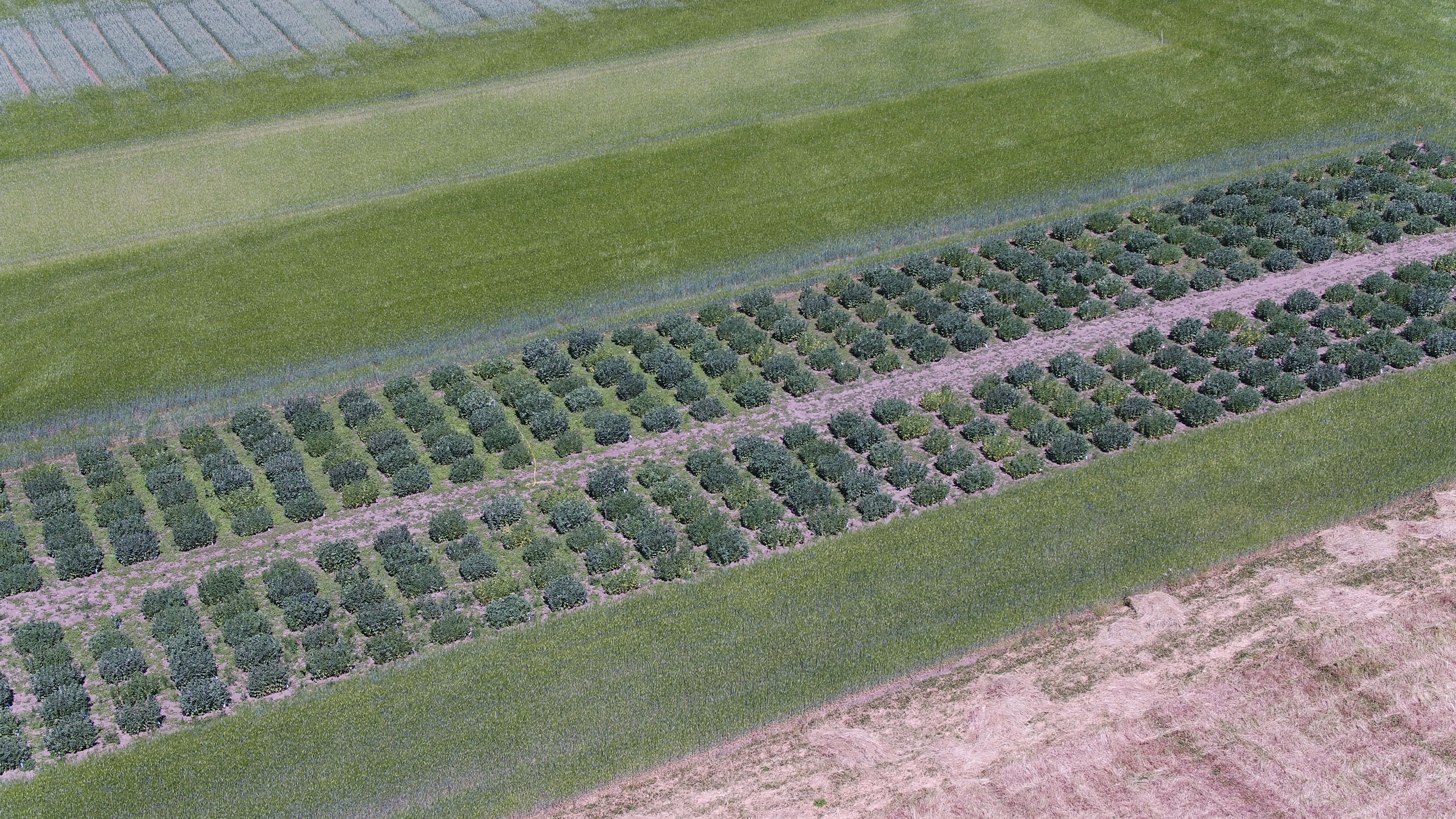 Drone photo of the field experiment from above at SITES Lönnstorp Research Station 2021. Photographer: Aakash Chawade.