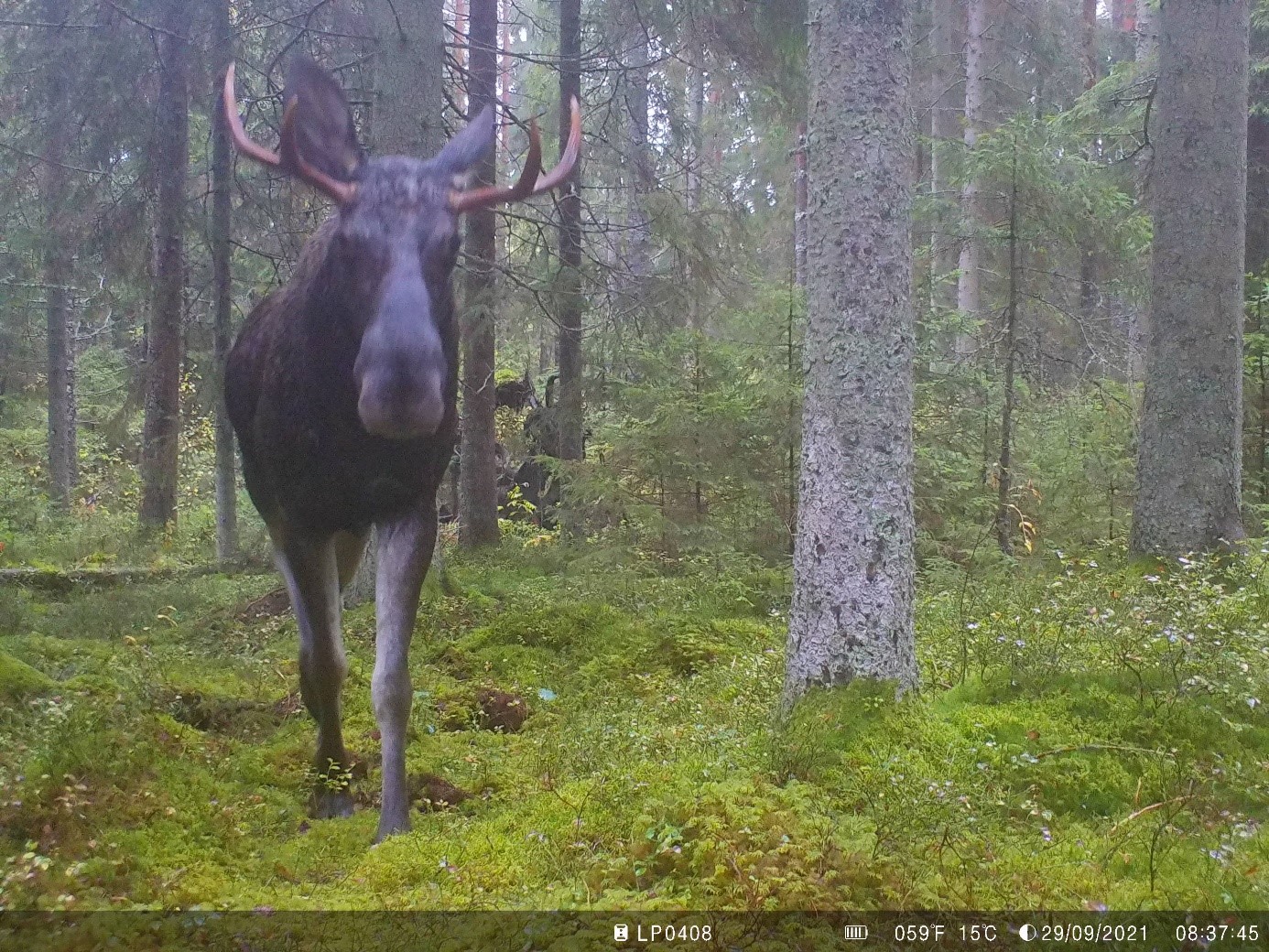 Elk. Alces alces. (Photo by Erik Kristensen.)