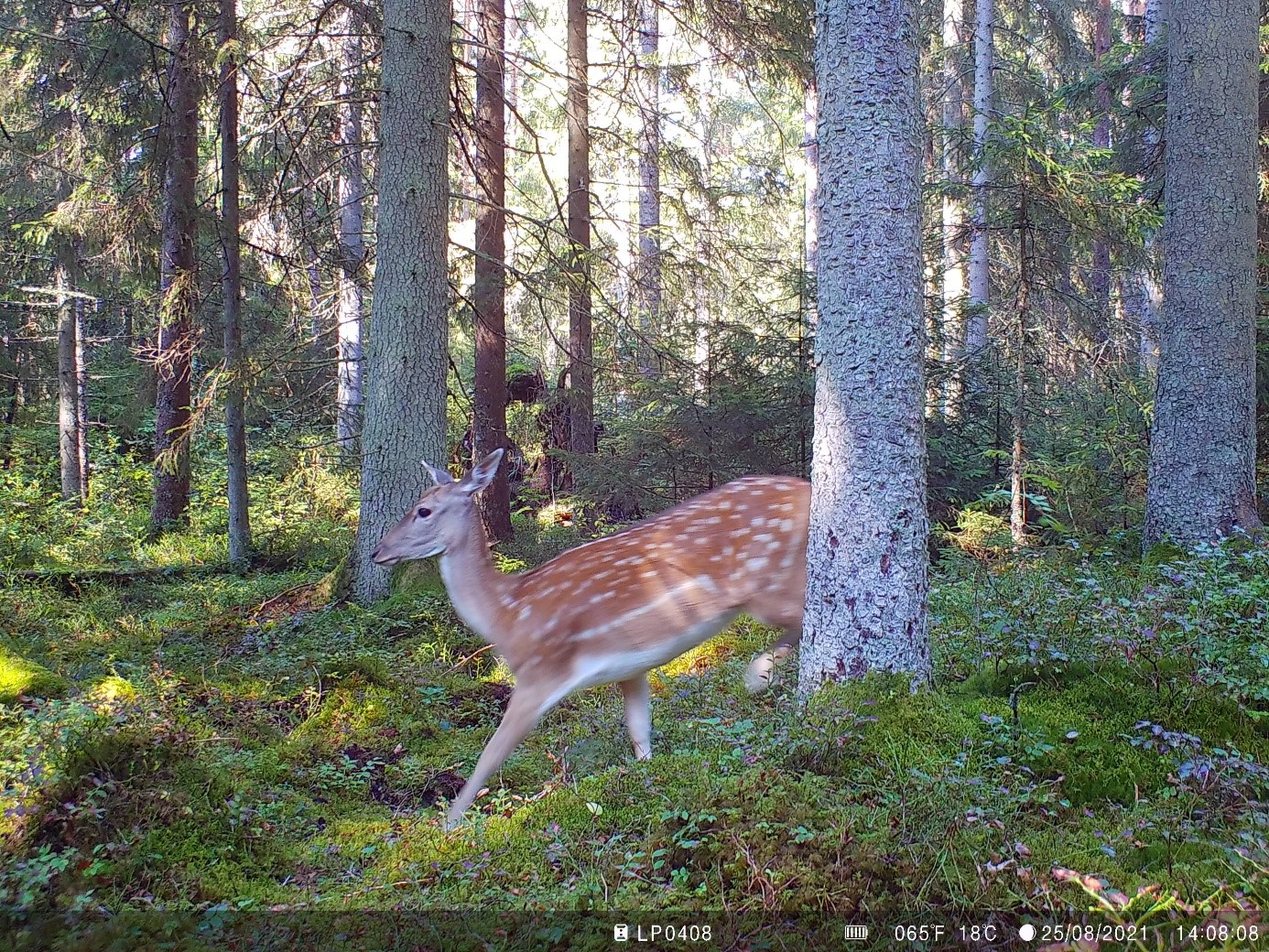 Fallow deer. Dama dama. (Photo by Erik Kristensen.)