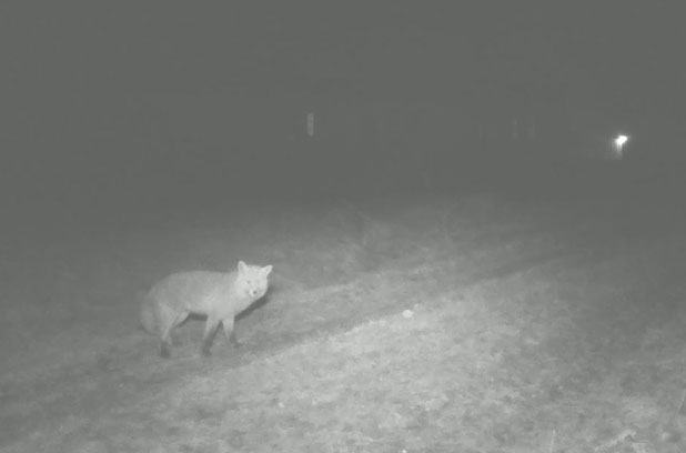 A red fox fox (Vulpes vulpes) detected by a MASS at one of the test sites before hearing the sound.