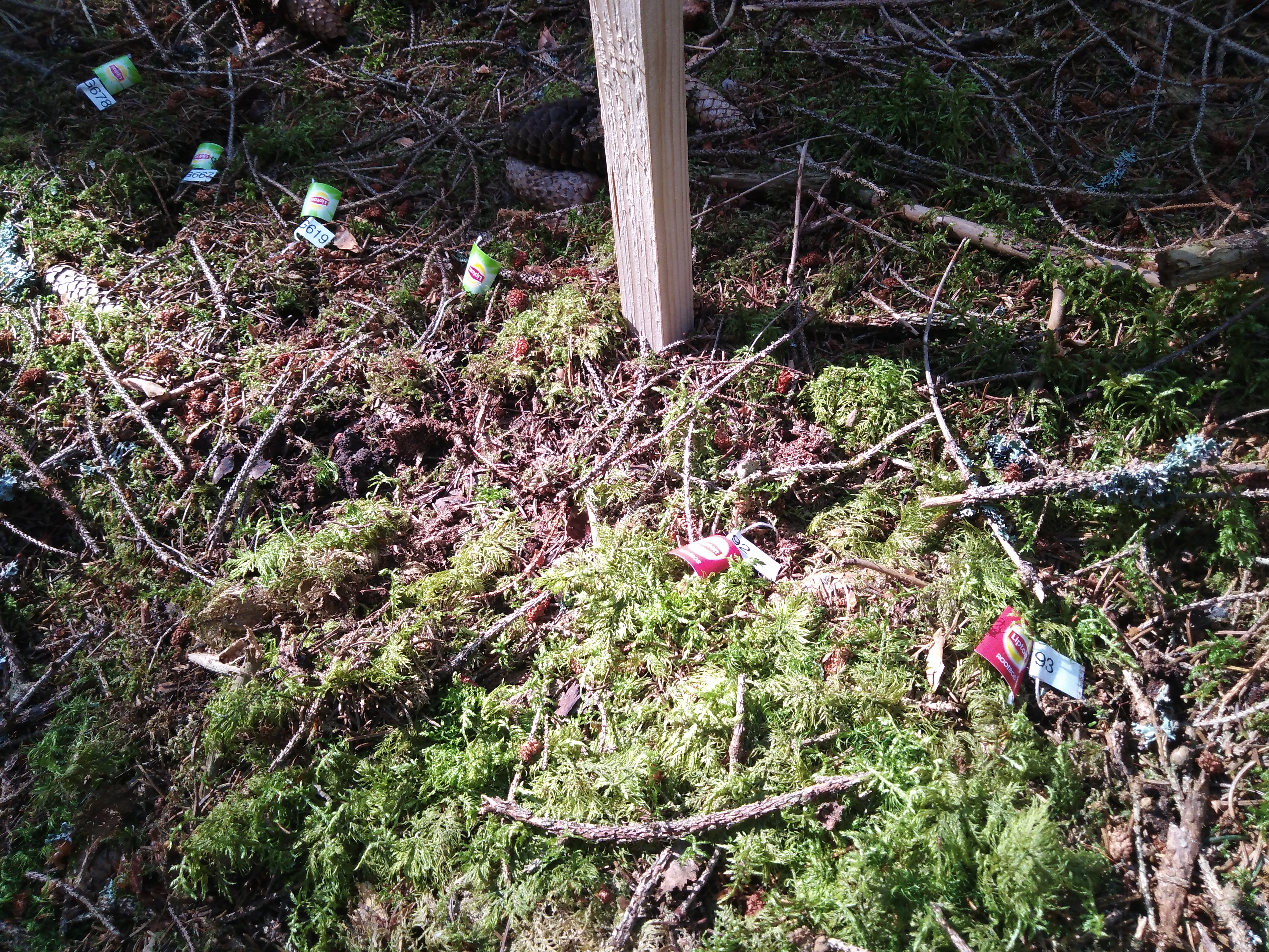 Tea bags of green and Rooibos tea buried down for studies on decomposition process in soil