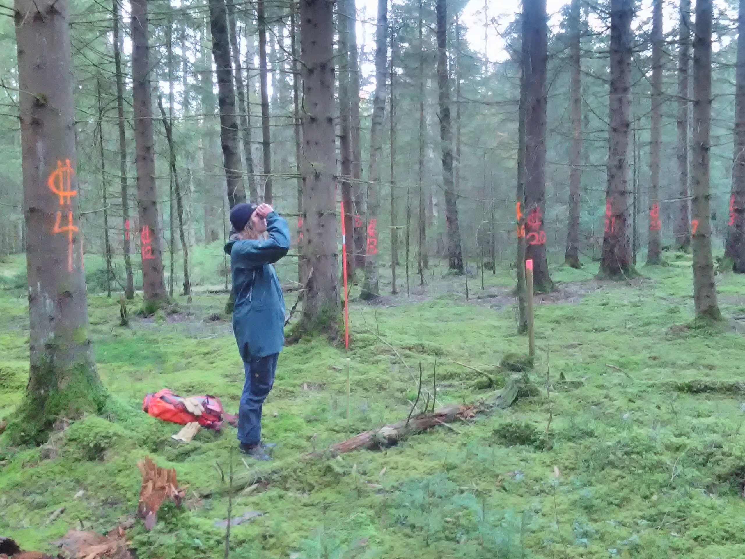 PhD student Ulrika Ervander is measuring tree heights in the spruce forest at Skogaryd Research Catchment. Individual trees are marked to allow identification for later remeasuring the trees to follow