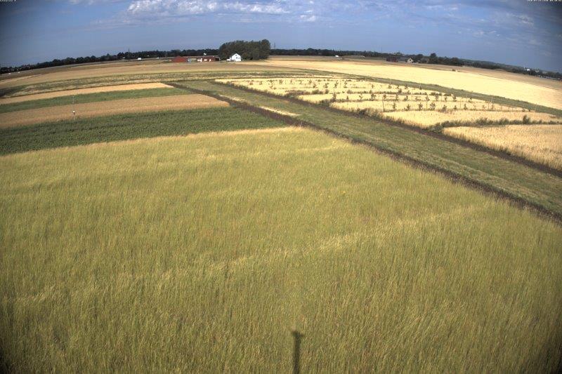 Agricultural Field