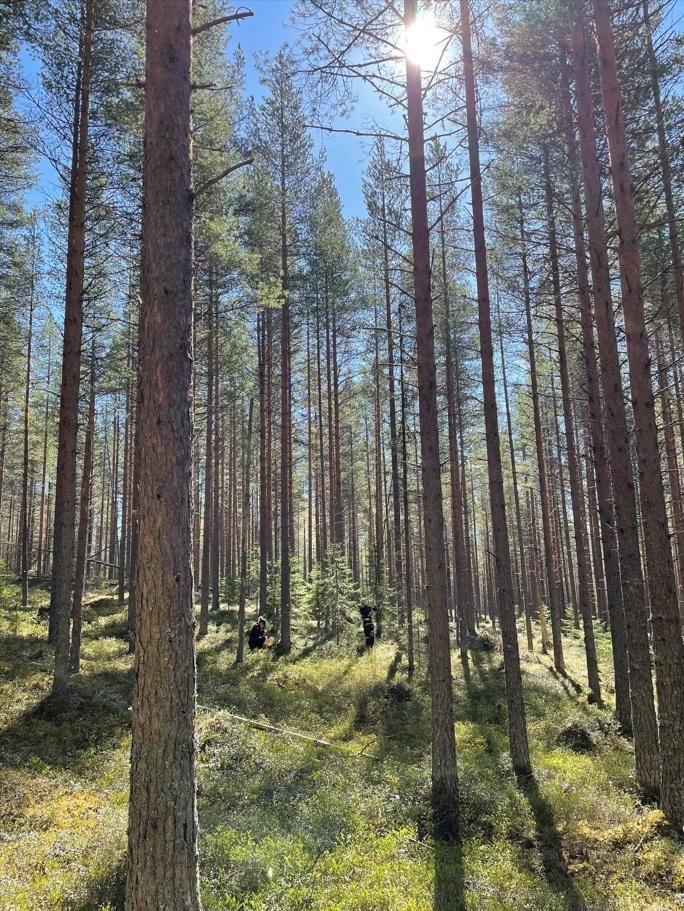 Provtagning vindeln