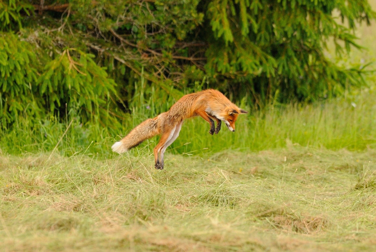A jumping red fox