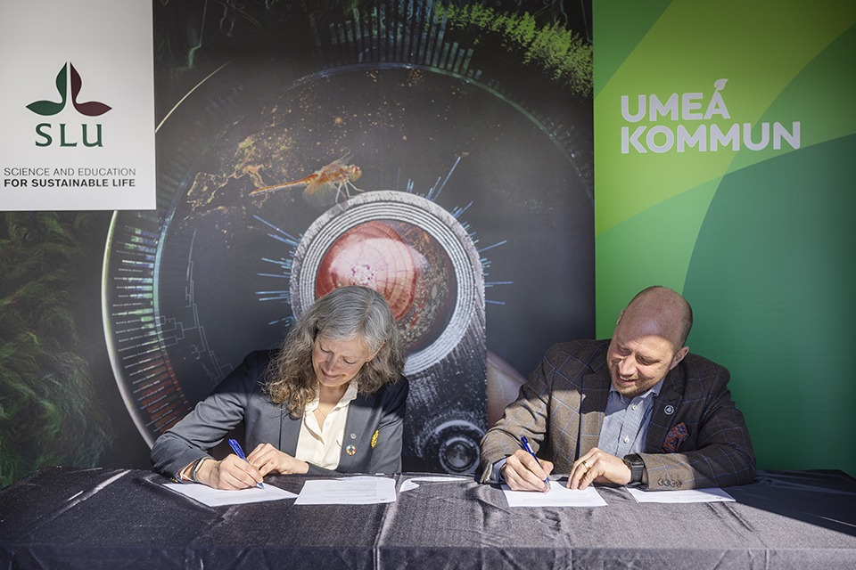 SLU vice chancellor Maria Knutson Wedel and Chair of Umeå municipality board Hans Lindberg sign the collaboration agreement at SITES Röbäcksdalen. Photo: Fredrik Larsson